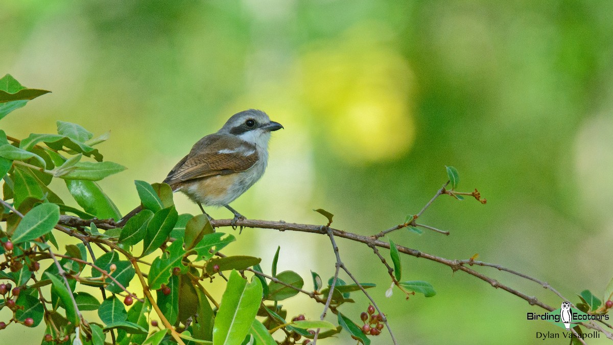 Souza's Shrike - Dylan Vasapolli - Birding Ecotours