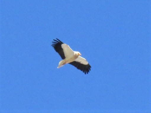 Egyptian Vulture - ML234483001