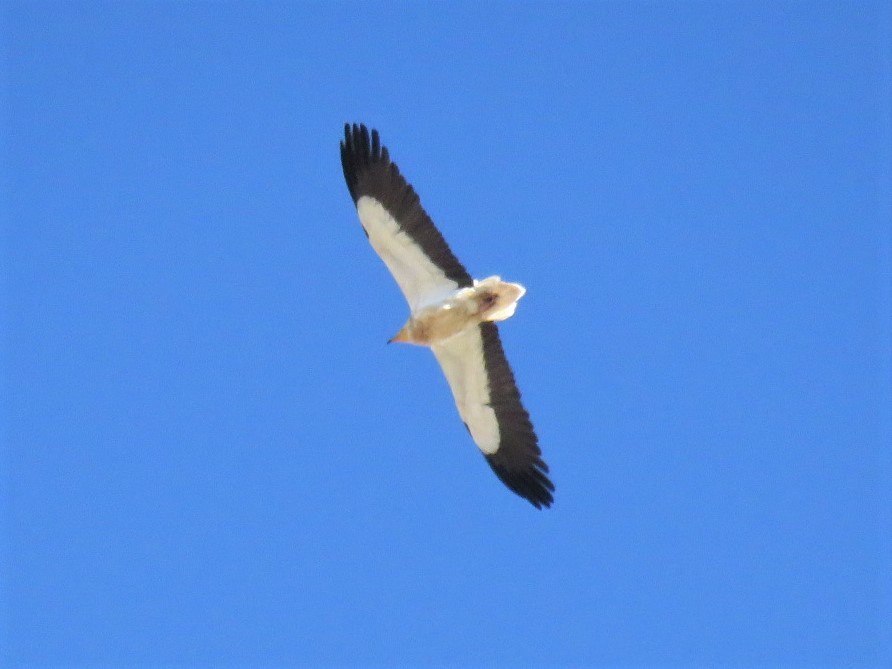 Egyptian Vulture - ML234483011