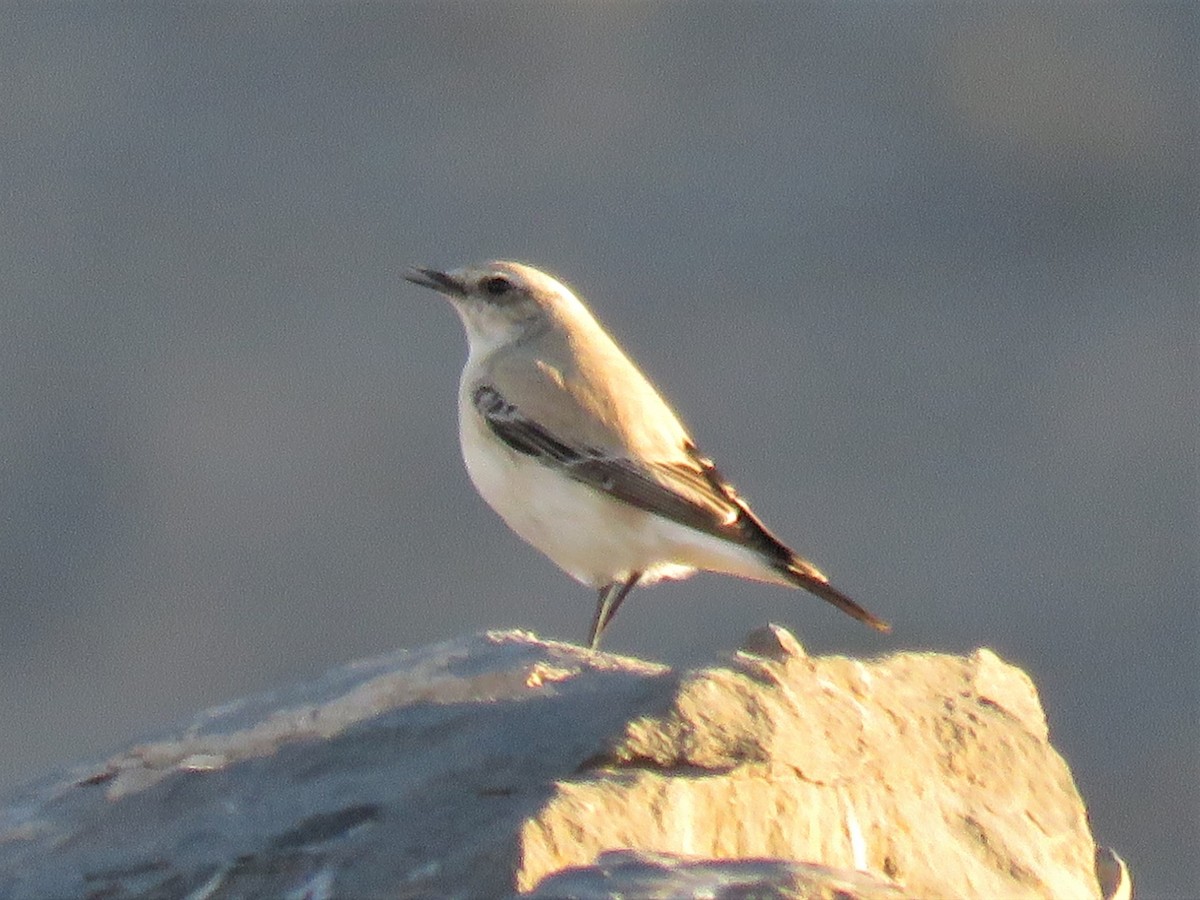 Desert Wheatear - ML234483061