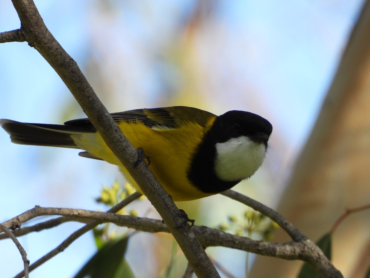 Golden Whistler (Eastern) - ML234483141