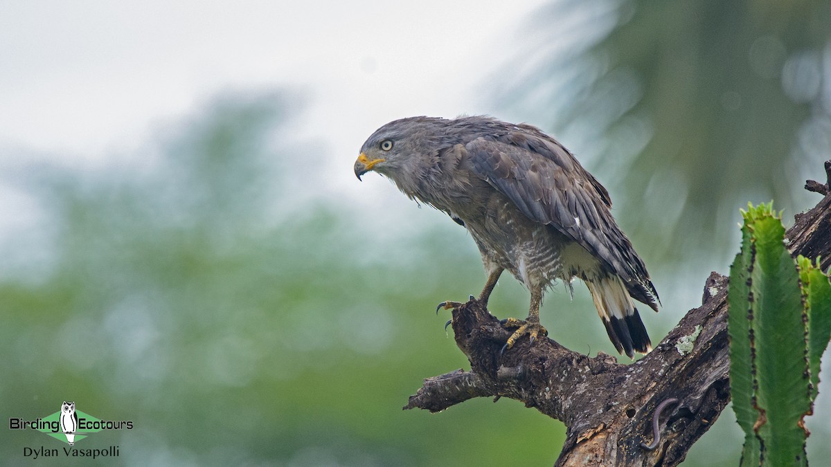 Banded Snake-Eagle - ML234483301