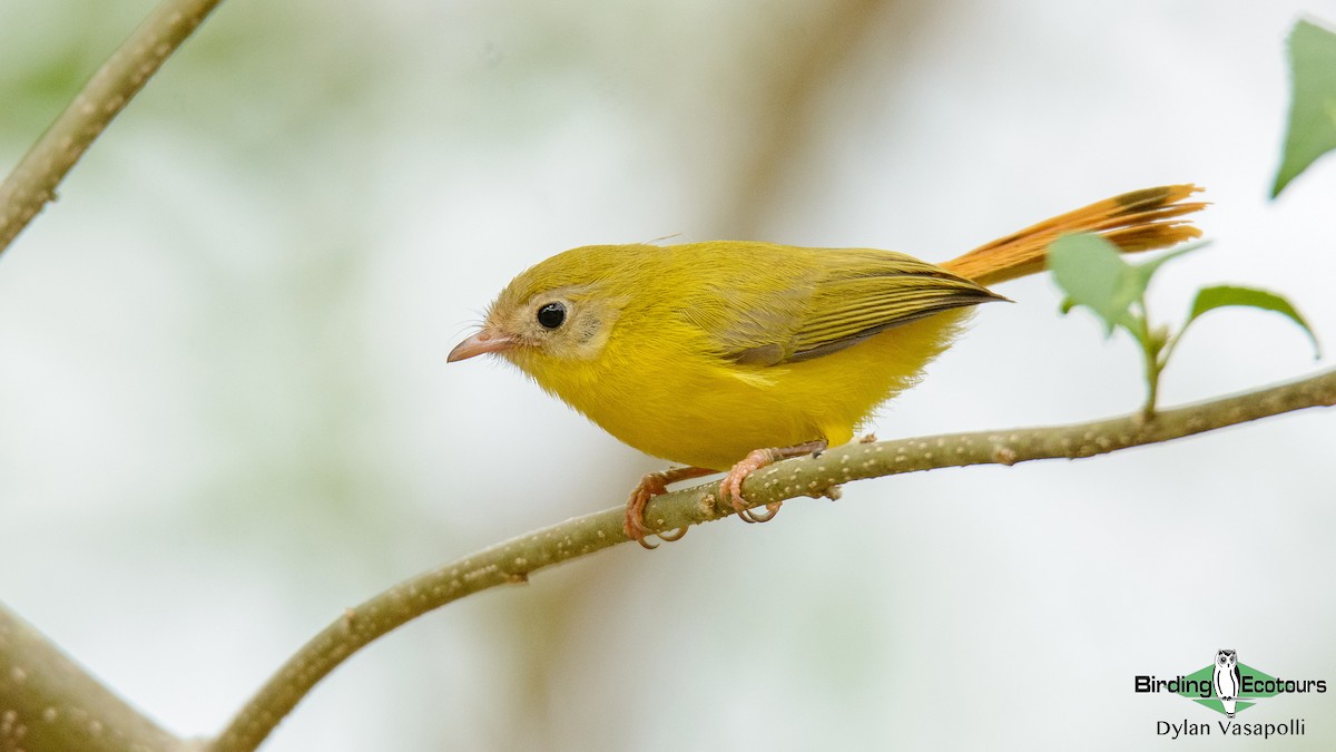 Livingstone's Flycatcher - Dylan Vasapolli - Birding Ecotours