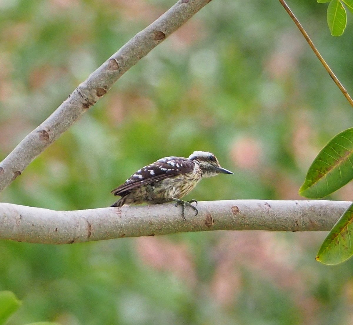 Sunda Pygmy Woodpecker - ML234483321