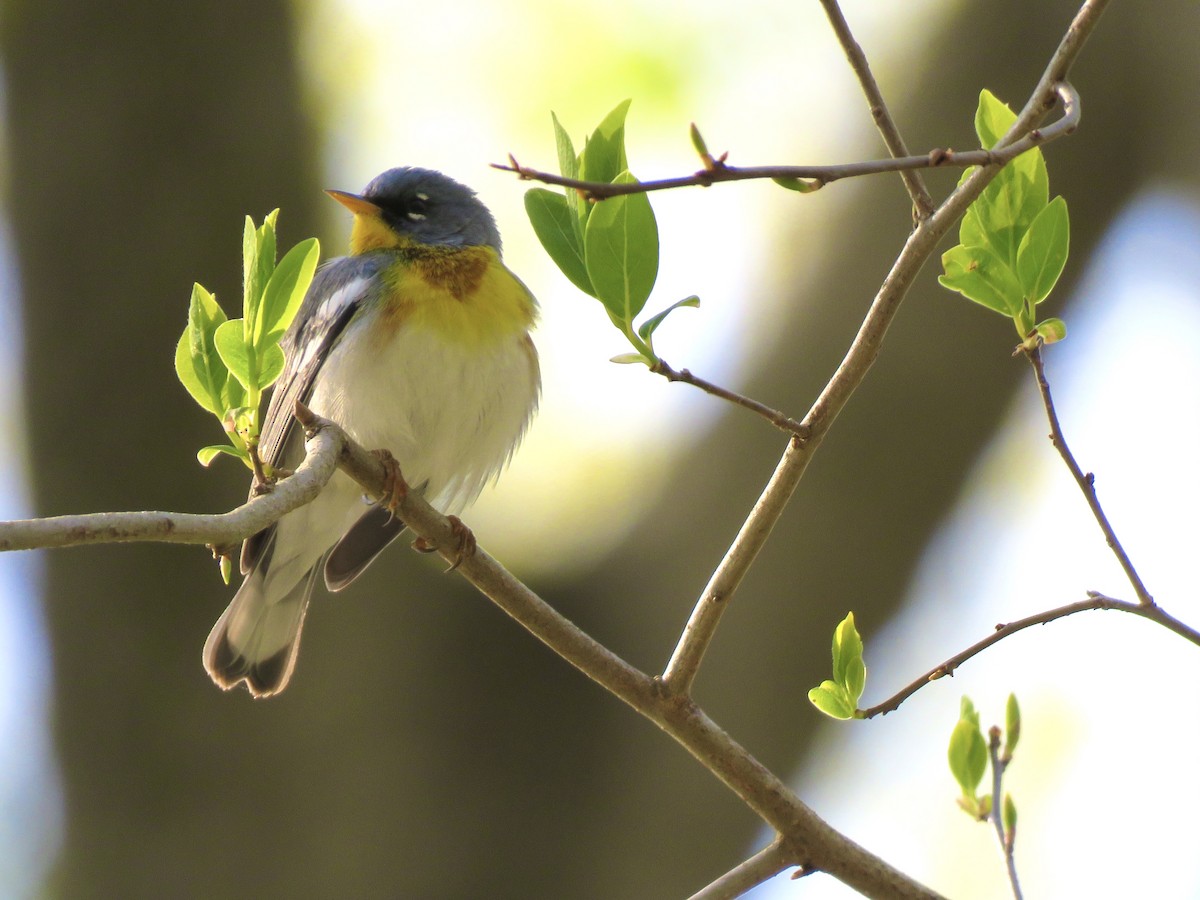 Paruline à collier - ML234483701