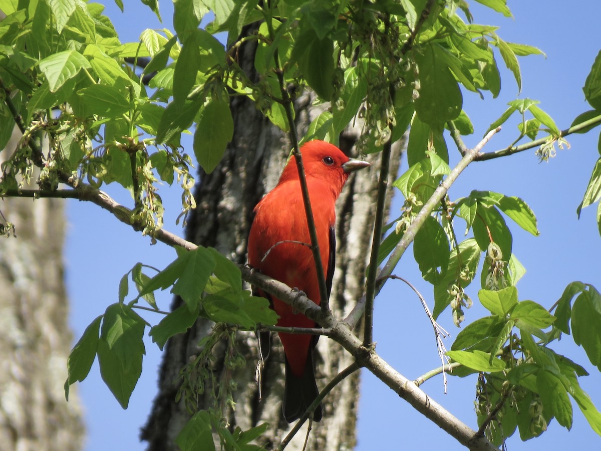 Piranga écarlate - ML234483741