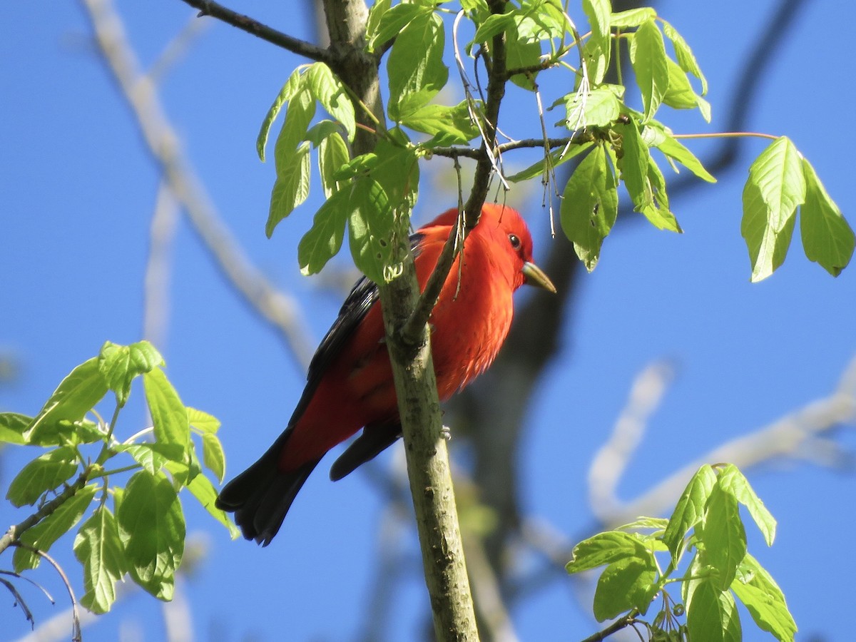 Piranga écarlate - ML234483751