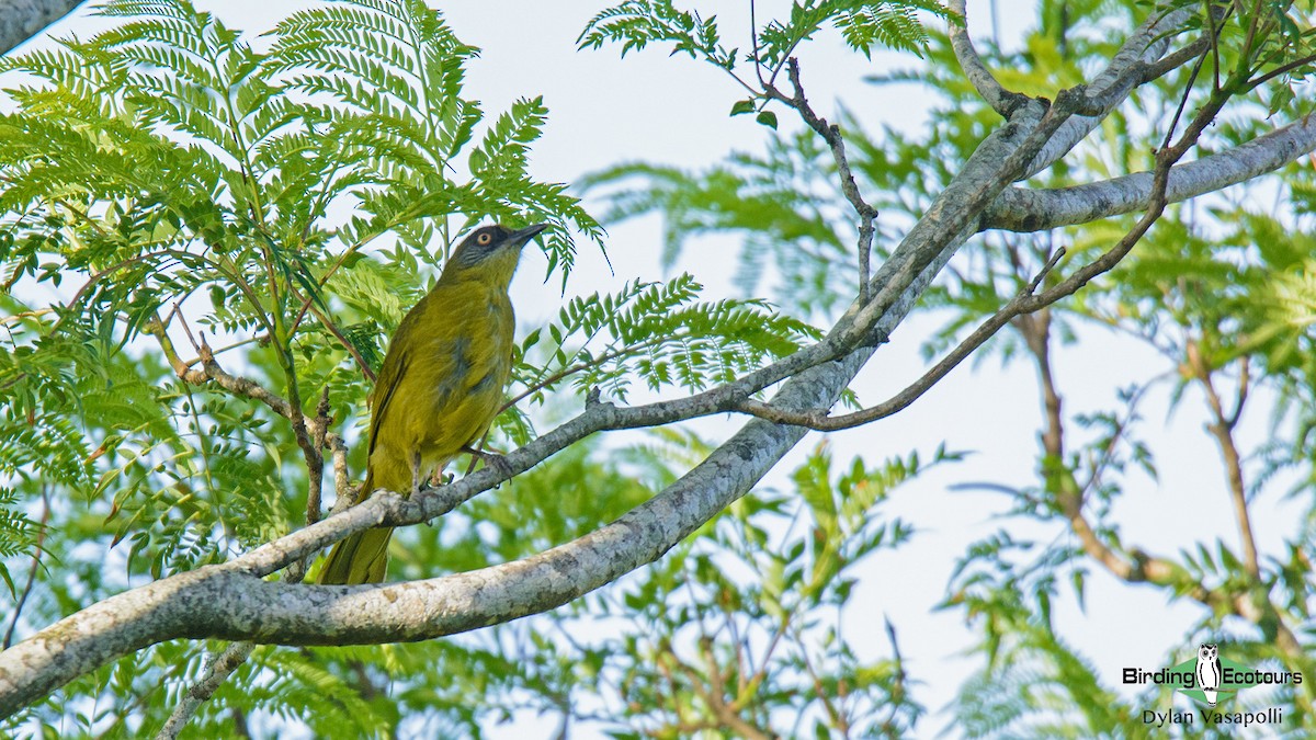 Stripe-cheeked Greenbul (Olive-headed) - ML234484151