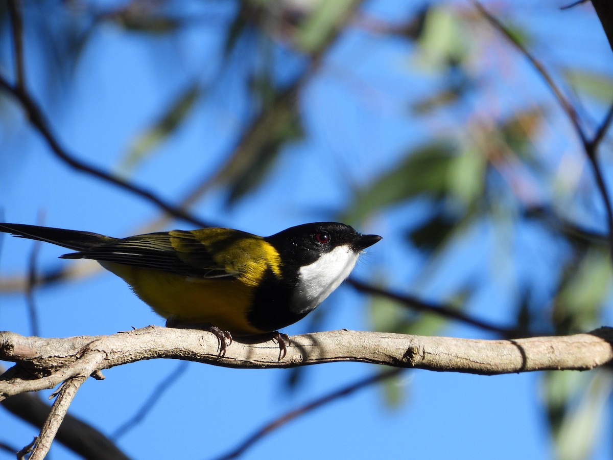 Golden Whistler (Eastern) - ML234484451