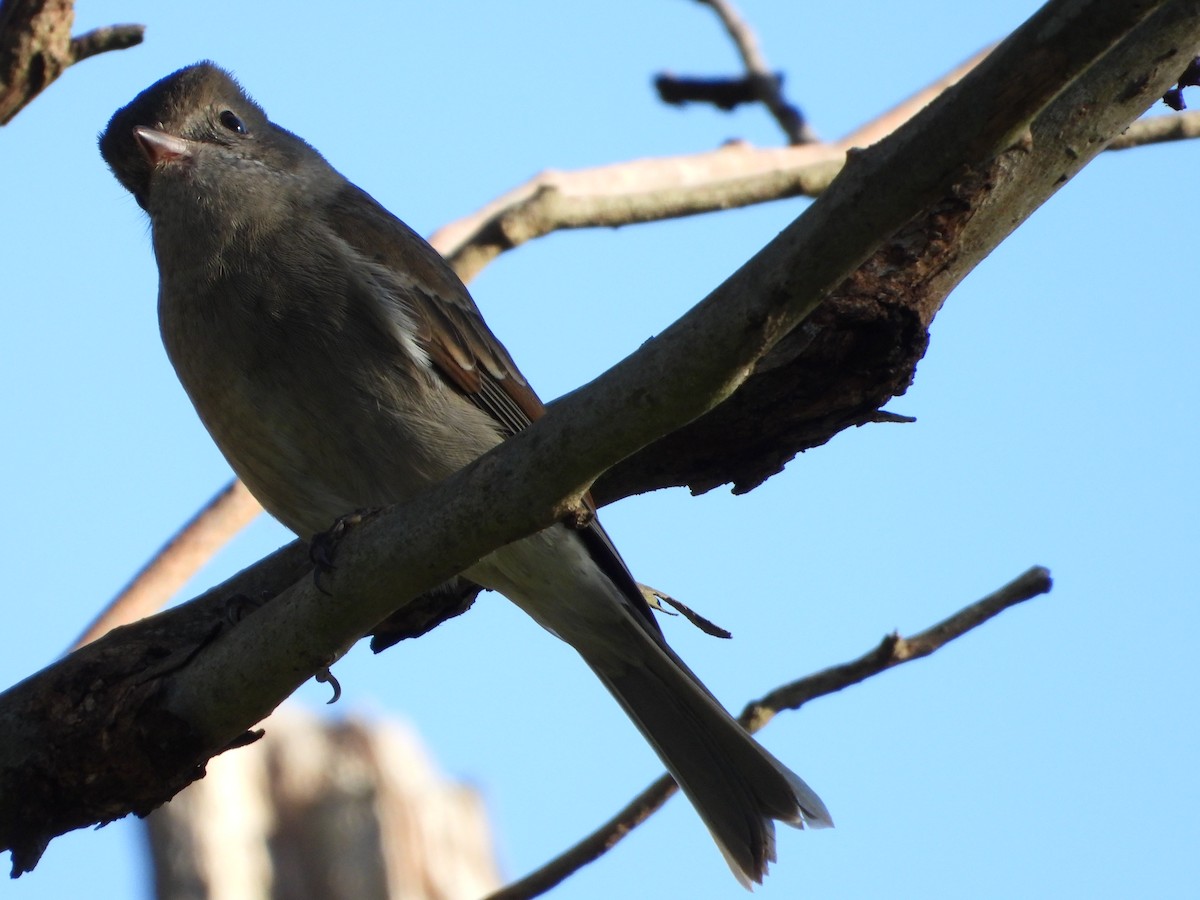 Golden Whistler (Eastern) - ML234484511