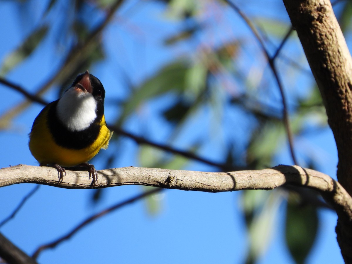 Golden Whistler (Eastern) - ML234484531