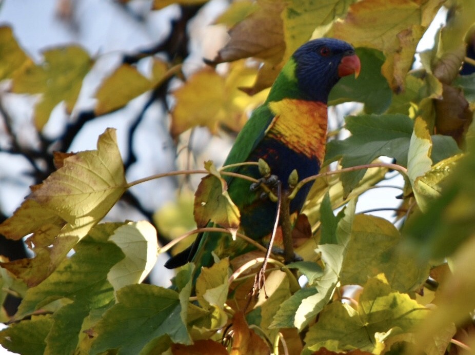 Rainbow Lorikeet - ML234485661