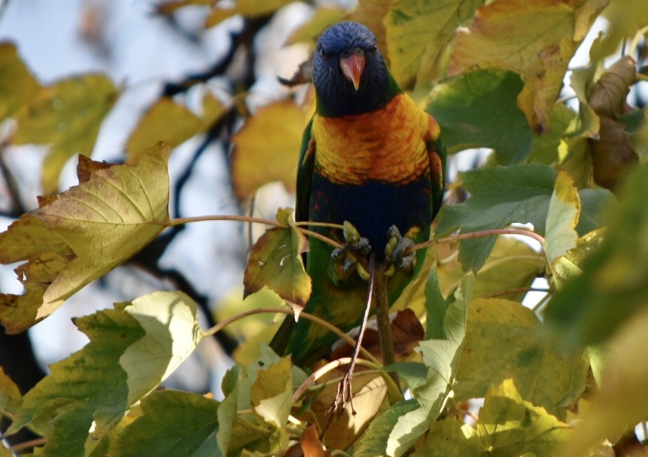 Rainbow Lorikeet - ML234485681