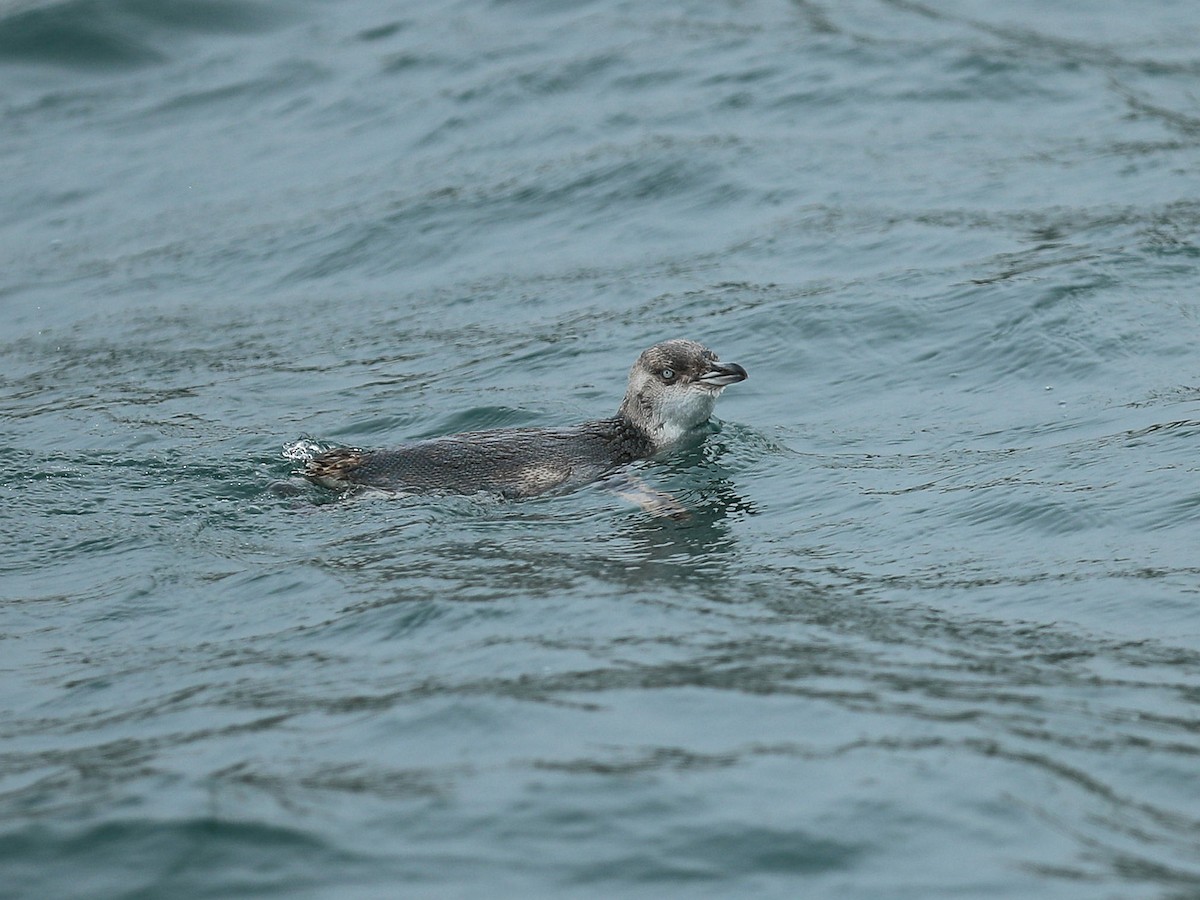 コビトペンギン - ML234486731