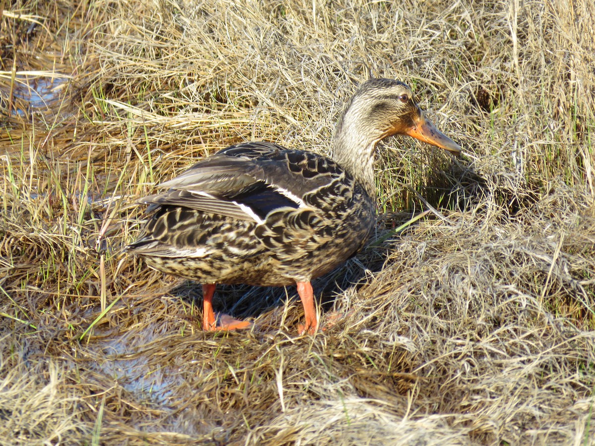 Mallard - Matt Padulo