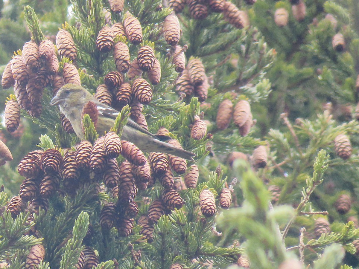 White-winged Crossbill - Kerry Lee Morris-Cormier