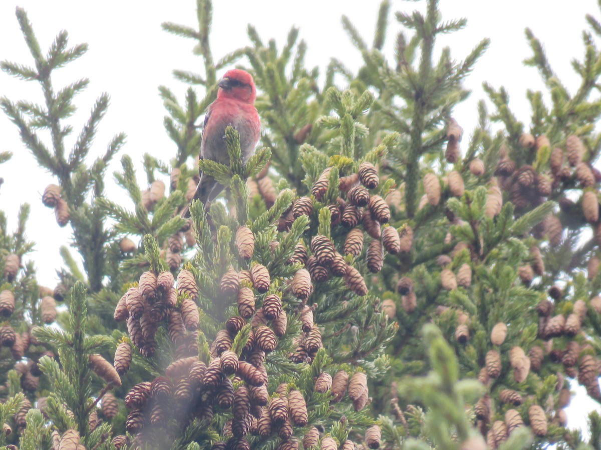 White-winged Crossbill - Kerry Lee Morris-Cormier