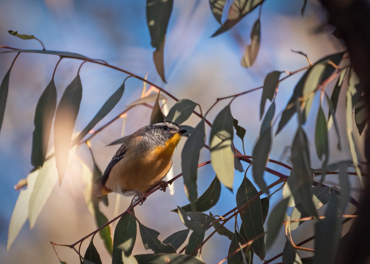 Fleckenpanthervogel - ML234488491