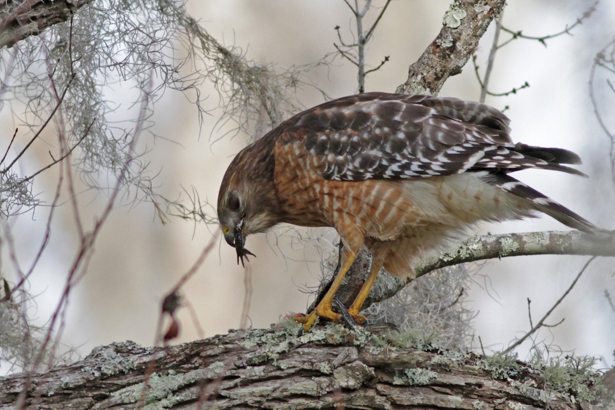 Red-shouldered Hawk - ML23448901