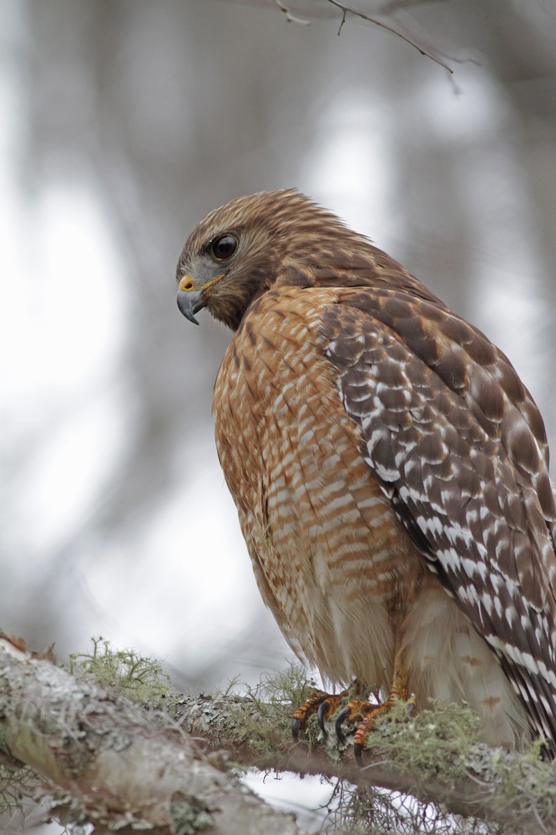 Red-shouldered Hawk - ML23448941