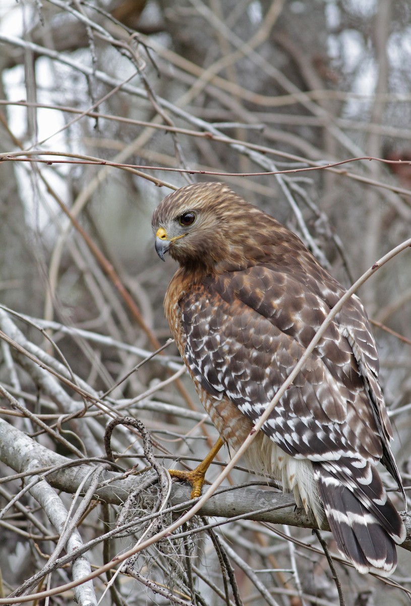 Red-shouldered Hawk - ML23448961