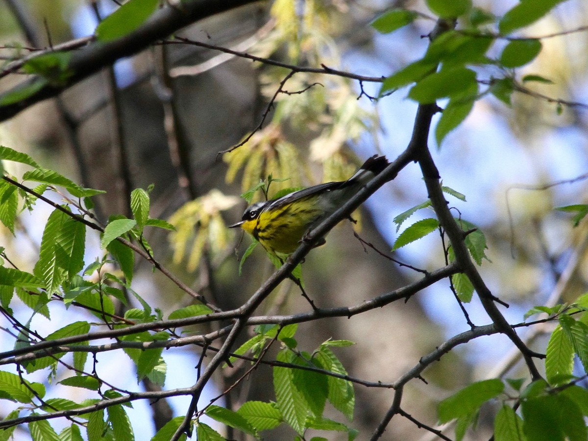 Magnolia Warbler - Loyan Beausoleil