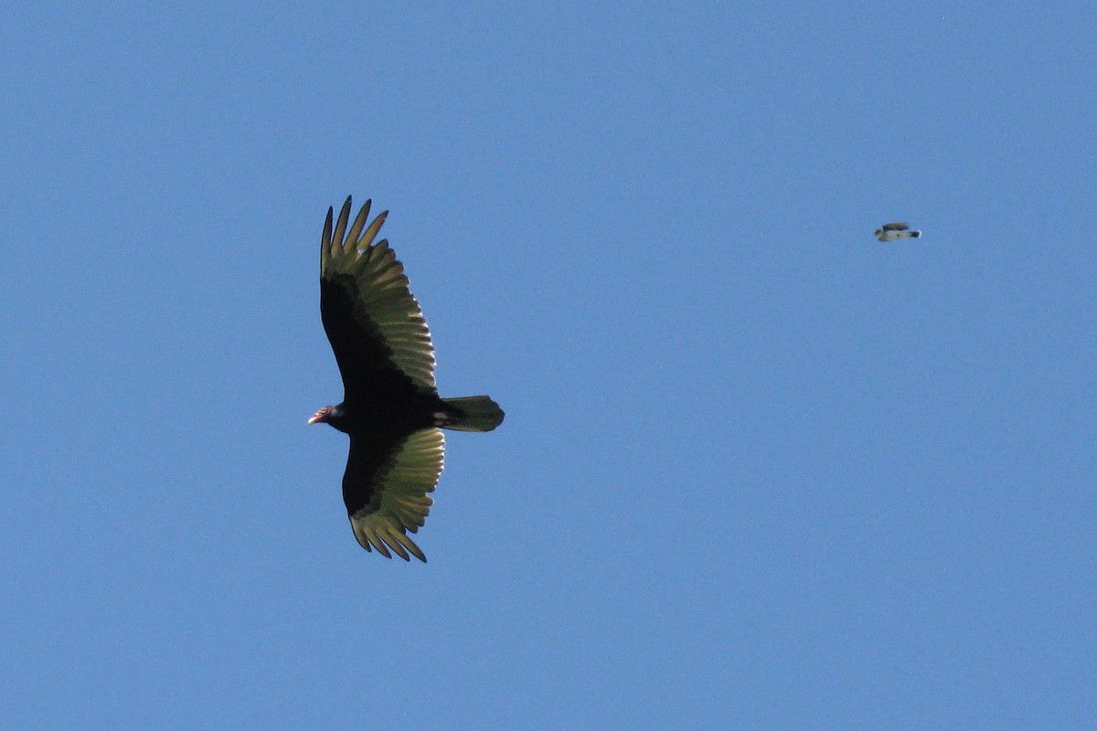 Turkey Vulture - Ann Haverstock