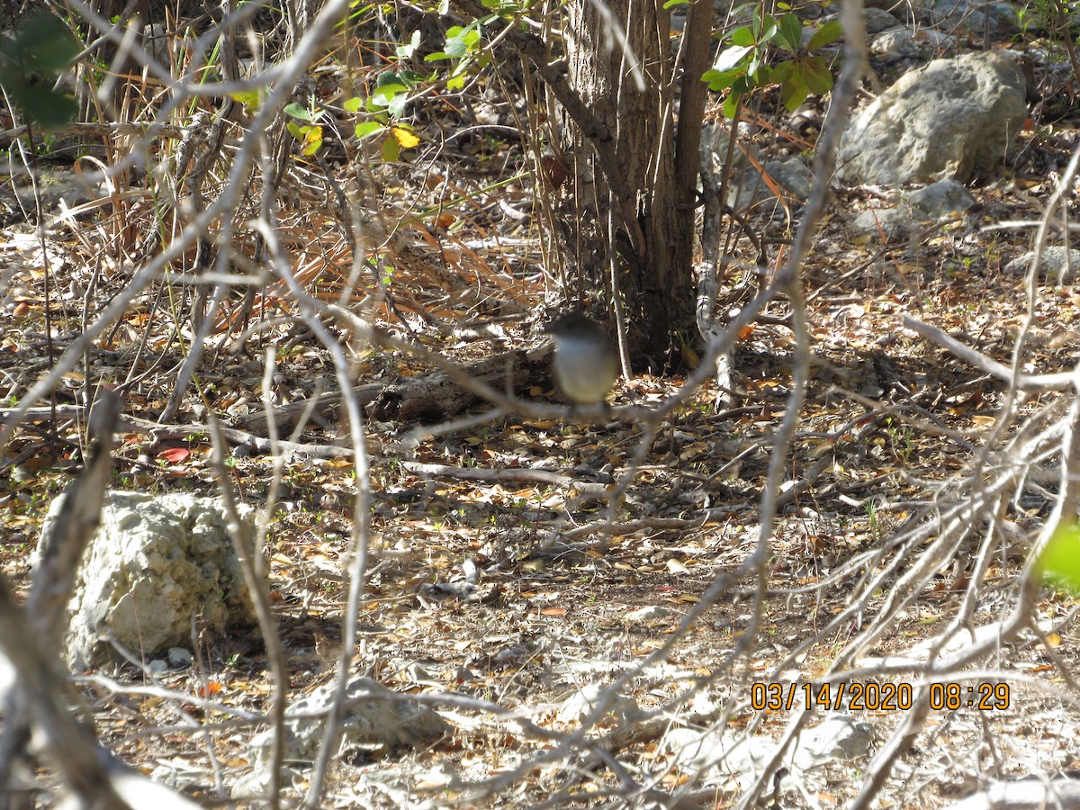 La Sagra's Flycatcher - ML234492601