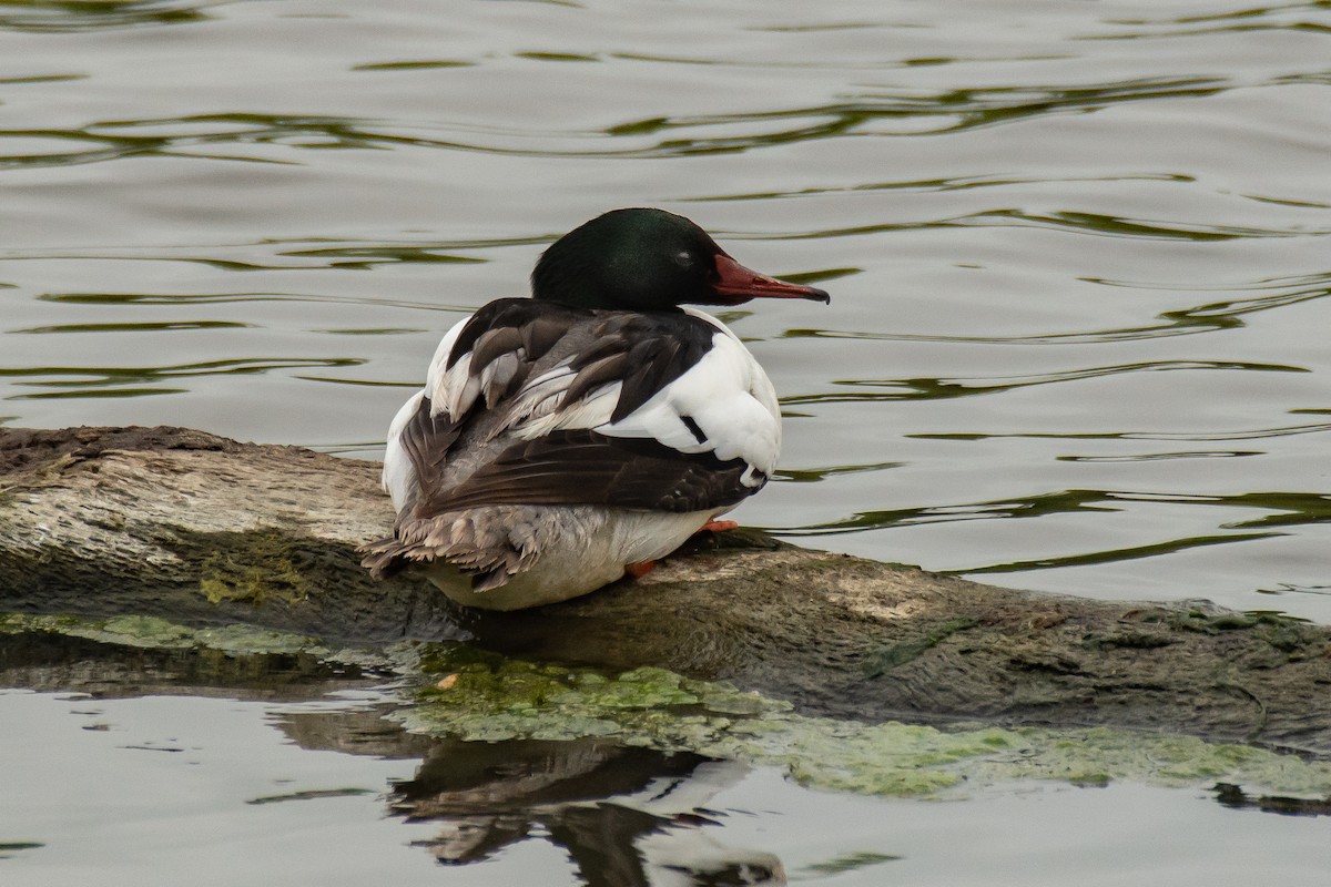 Common Merganser - Michael Pelc