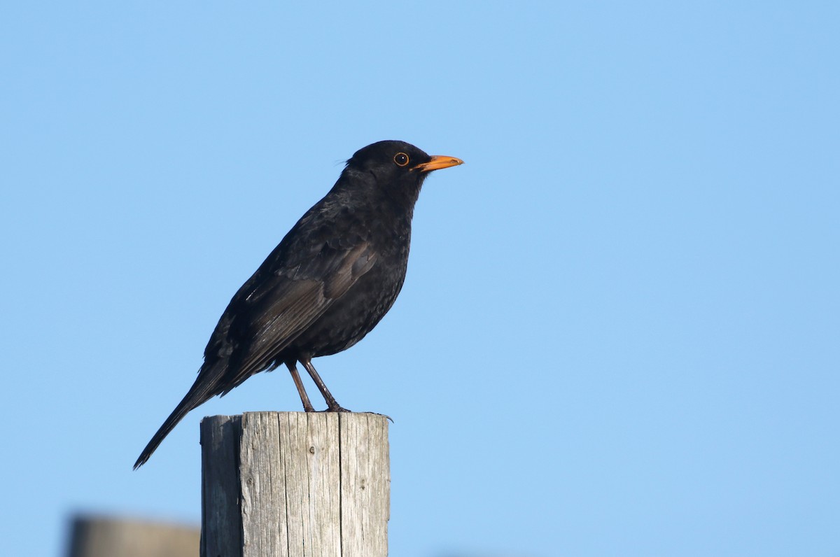 Eurasian Blackbird - ML234492771