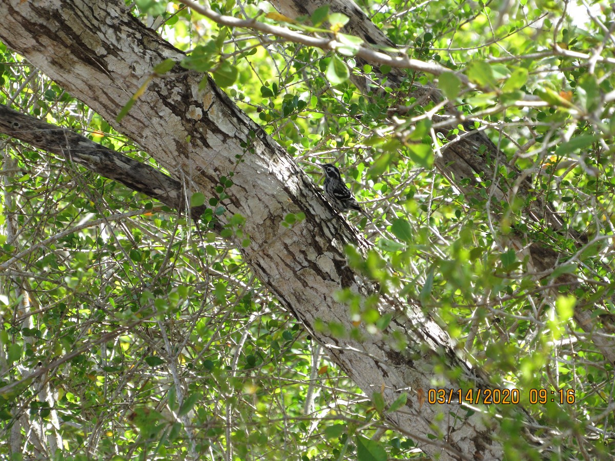 Black-and-white Warbler - Vivian F. Moultrie