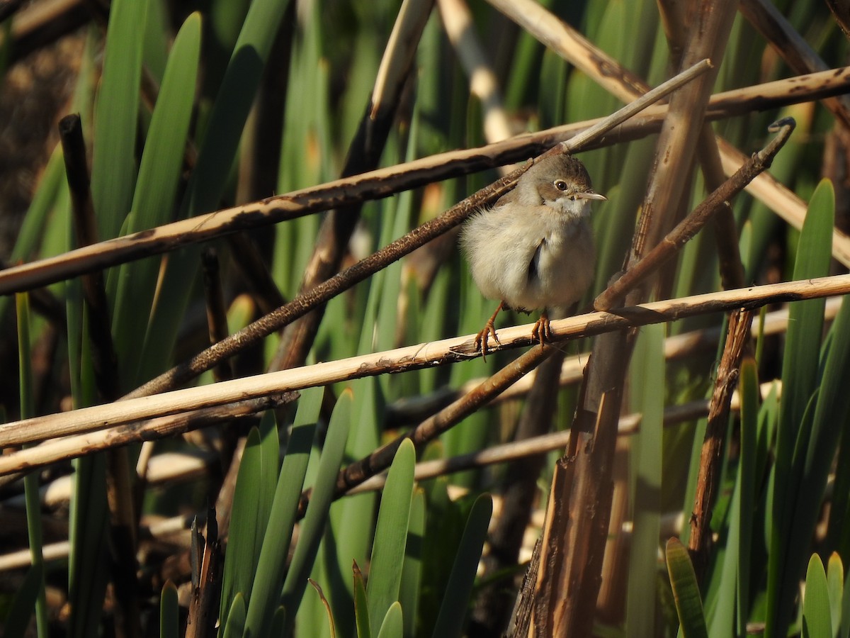 Greater Whitethroat - Igor Kozytsky