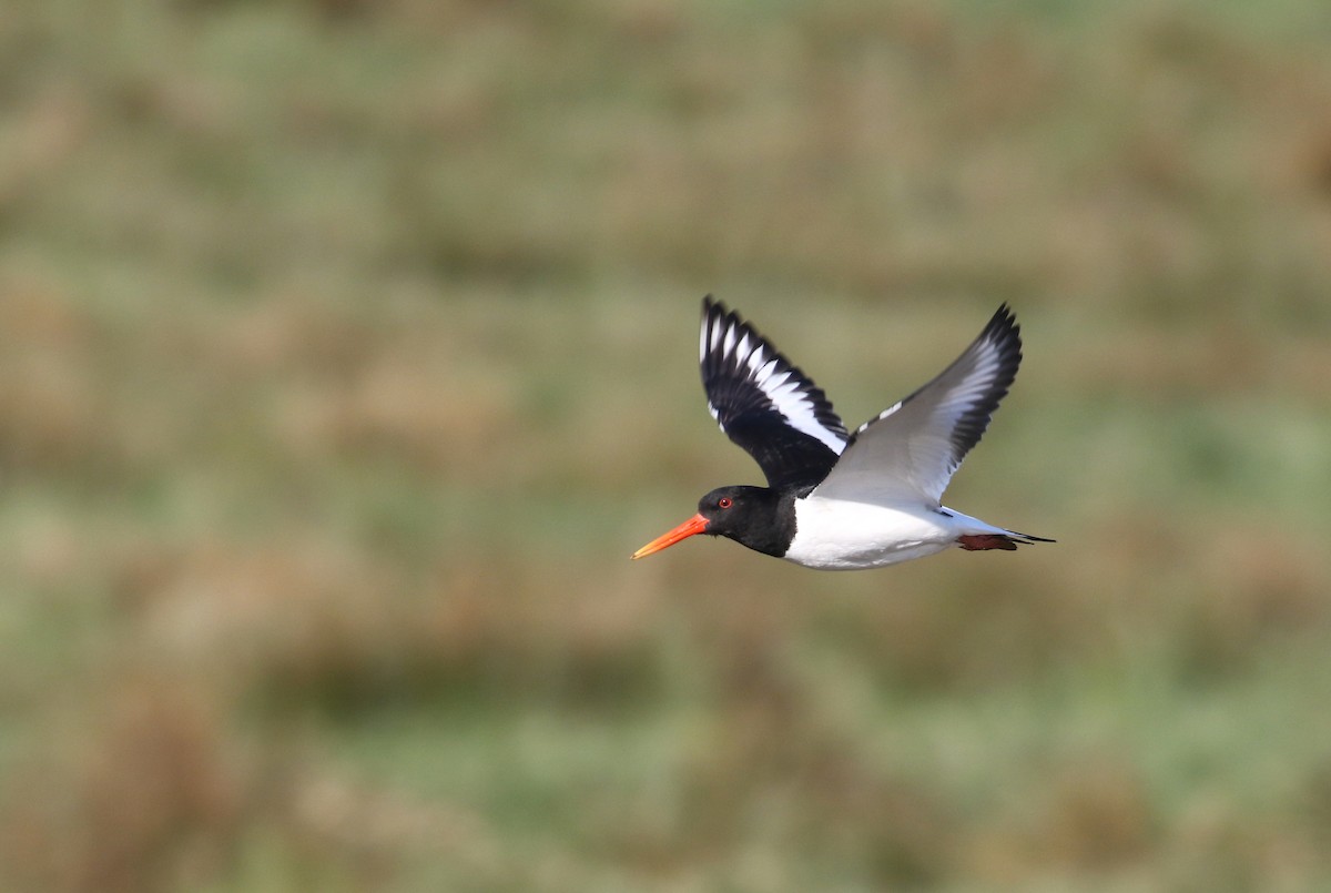 Eurasian Oystercatcher (Western) - ML234494131