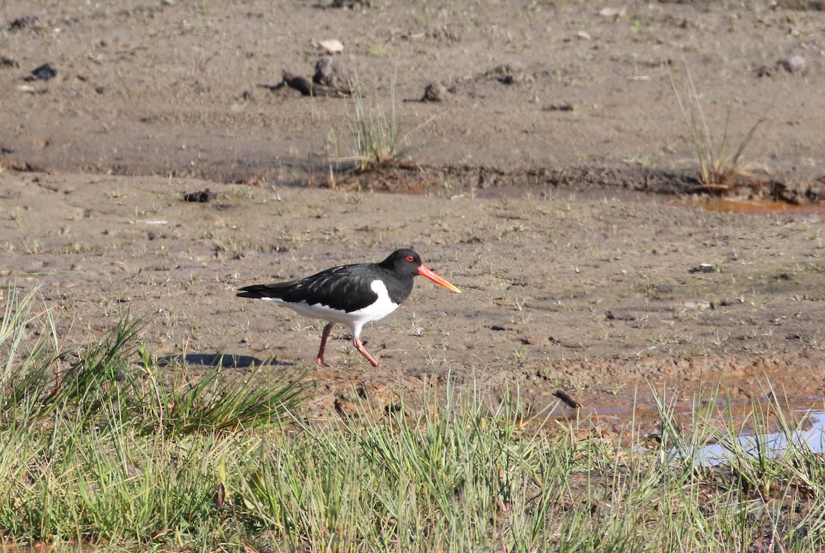 Ostrero Euroasiático (grupo ostralegus) - ML234494291