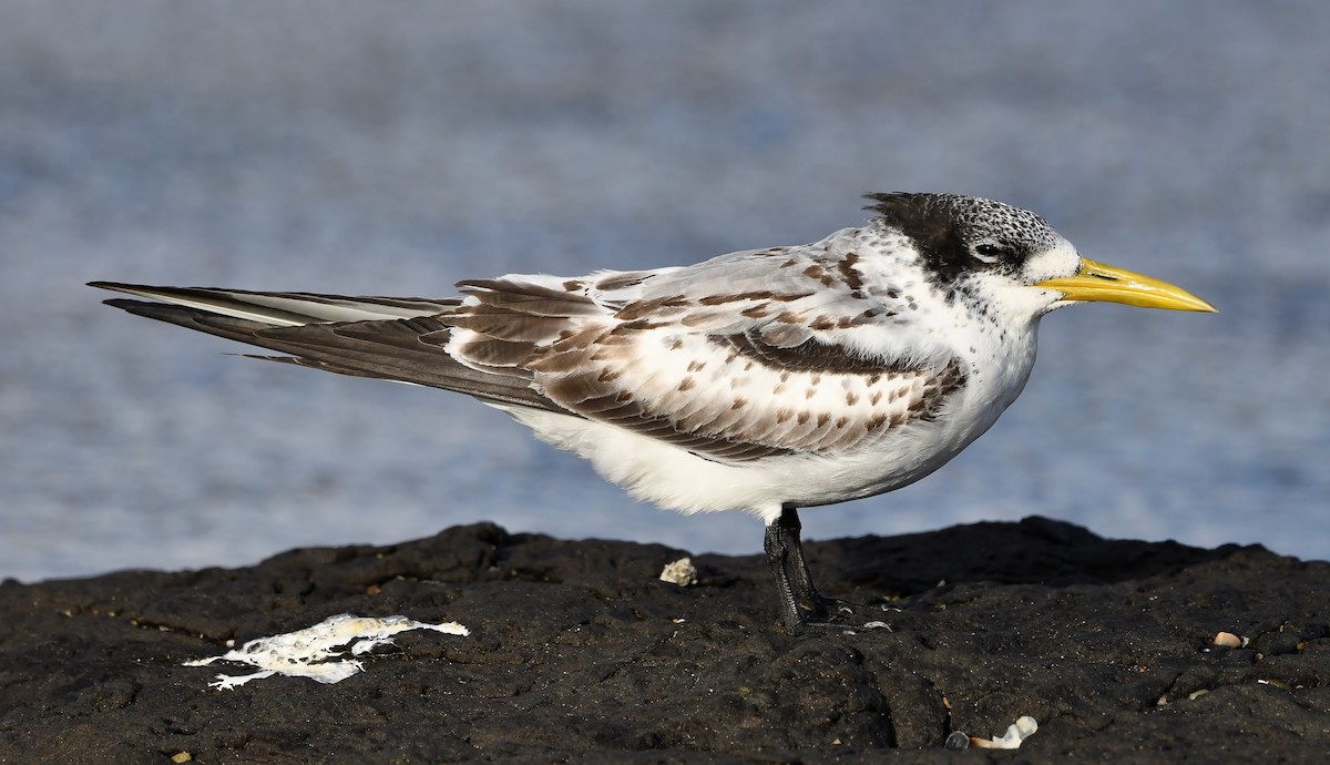 Great Crested Tern - Steven McBride