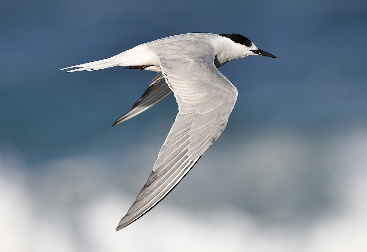 Common Tern (longipennis) - ML234495551