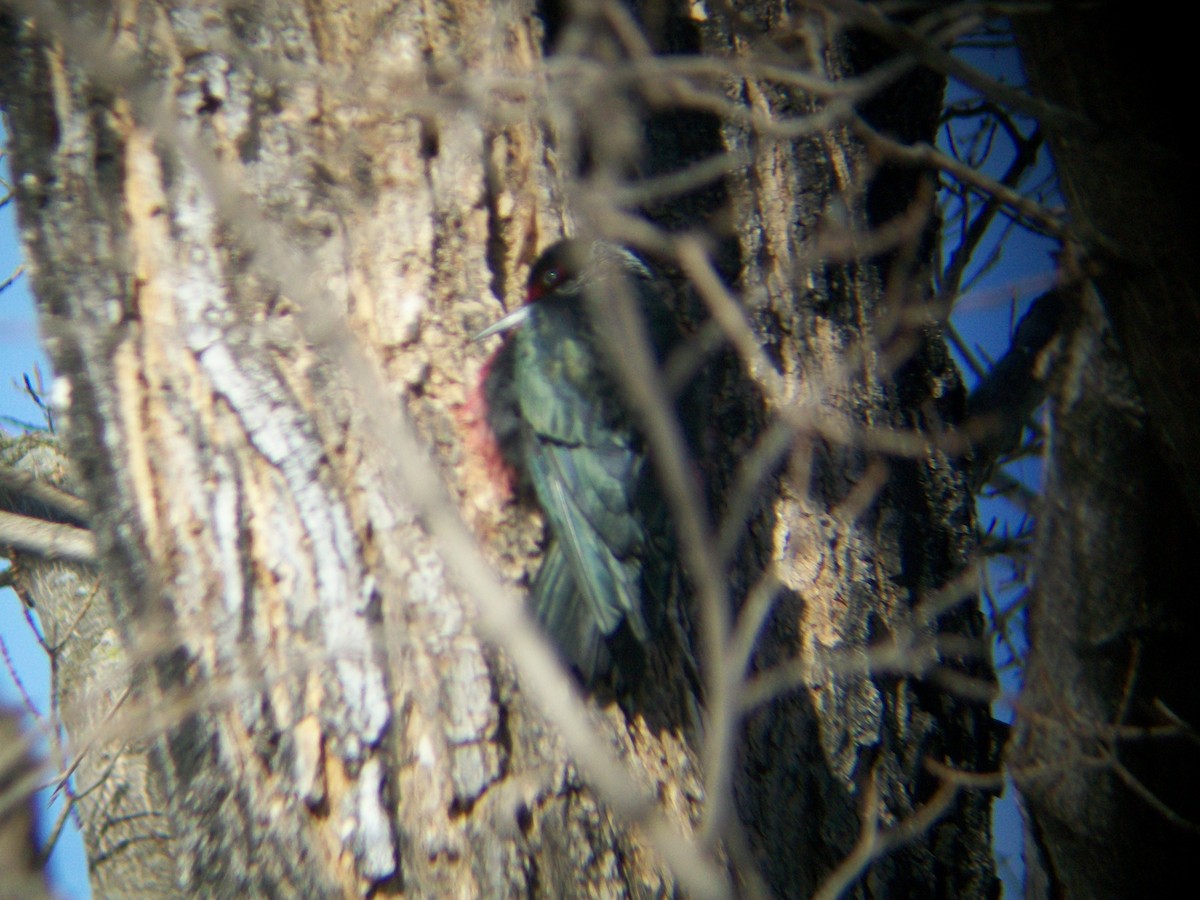 Lewis's Woodpecker - ML23449621