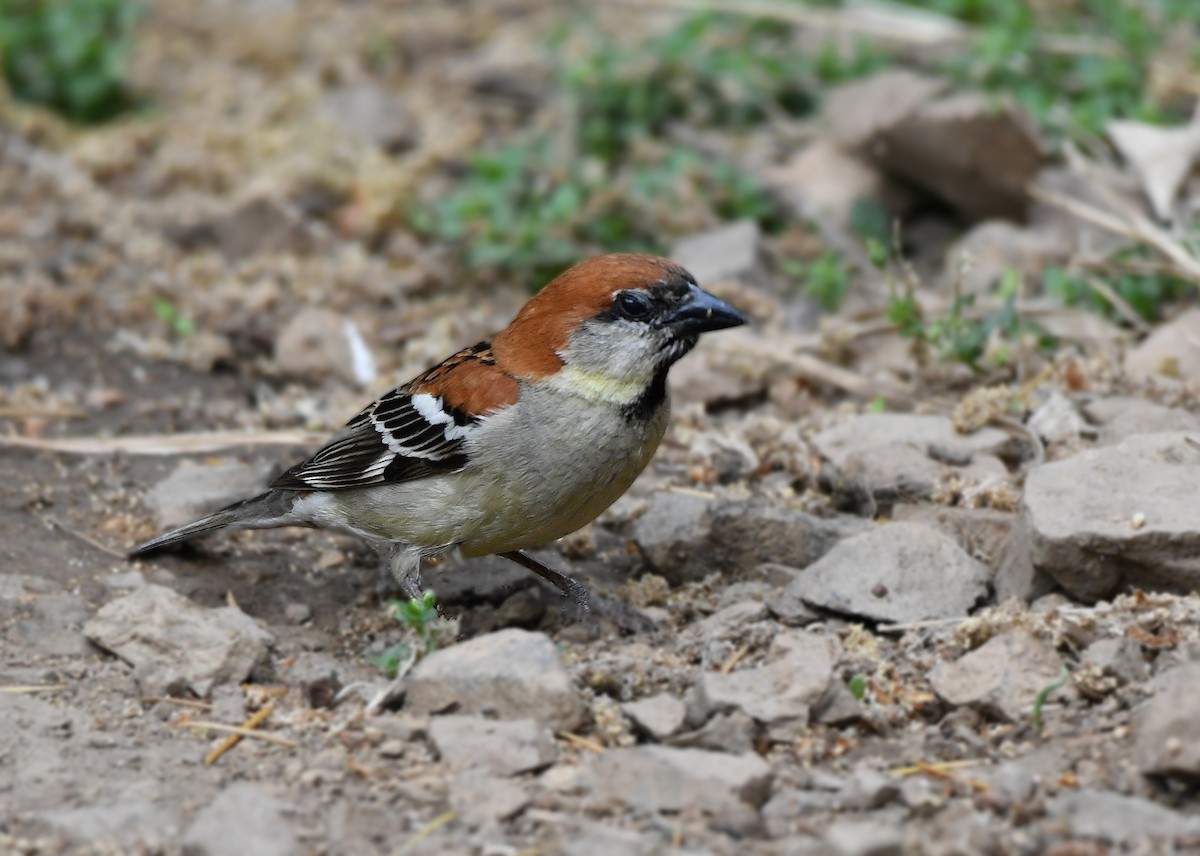 Russet Sparrow - ML234496471