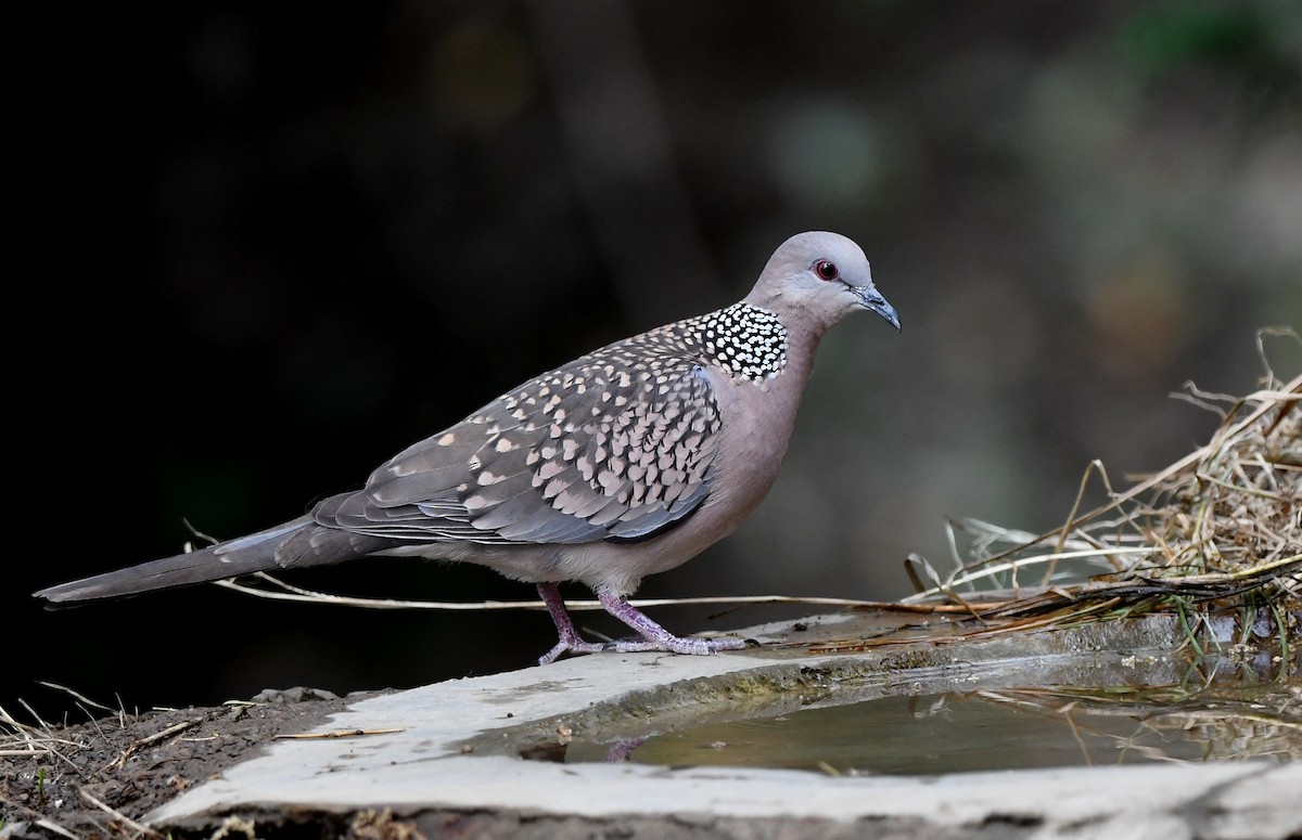 Spotted Dove - Savithri Singh