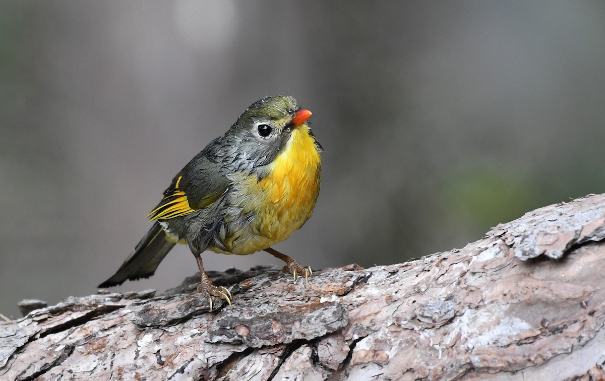 Red-billed Leiothrix - Savithri Singh