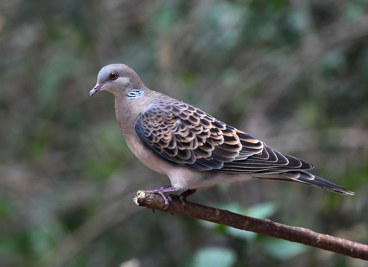 Oriental Turtle-Dove - ML234496911