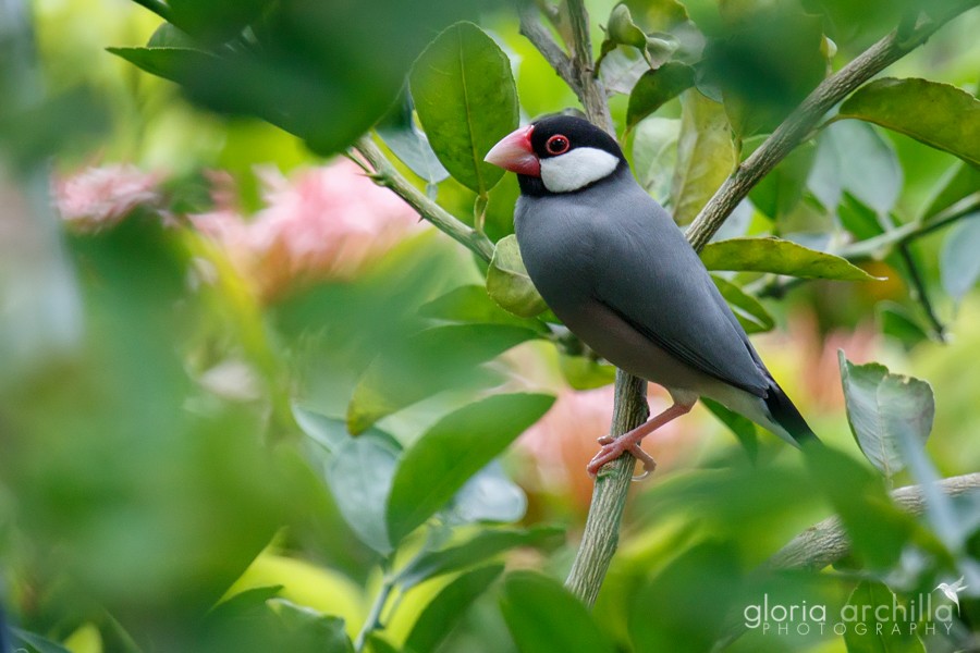 Java Sparrow - Gloria Archilla
