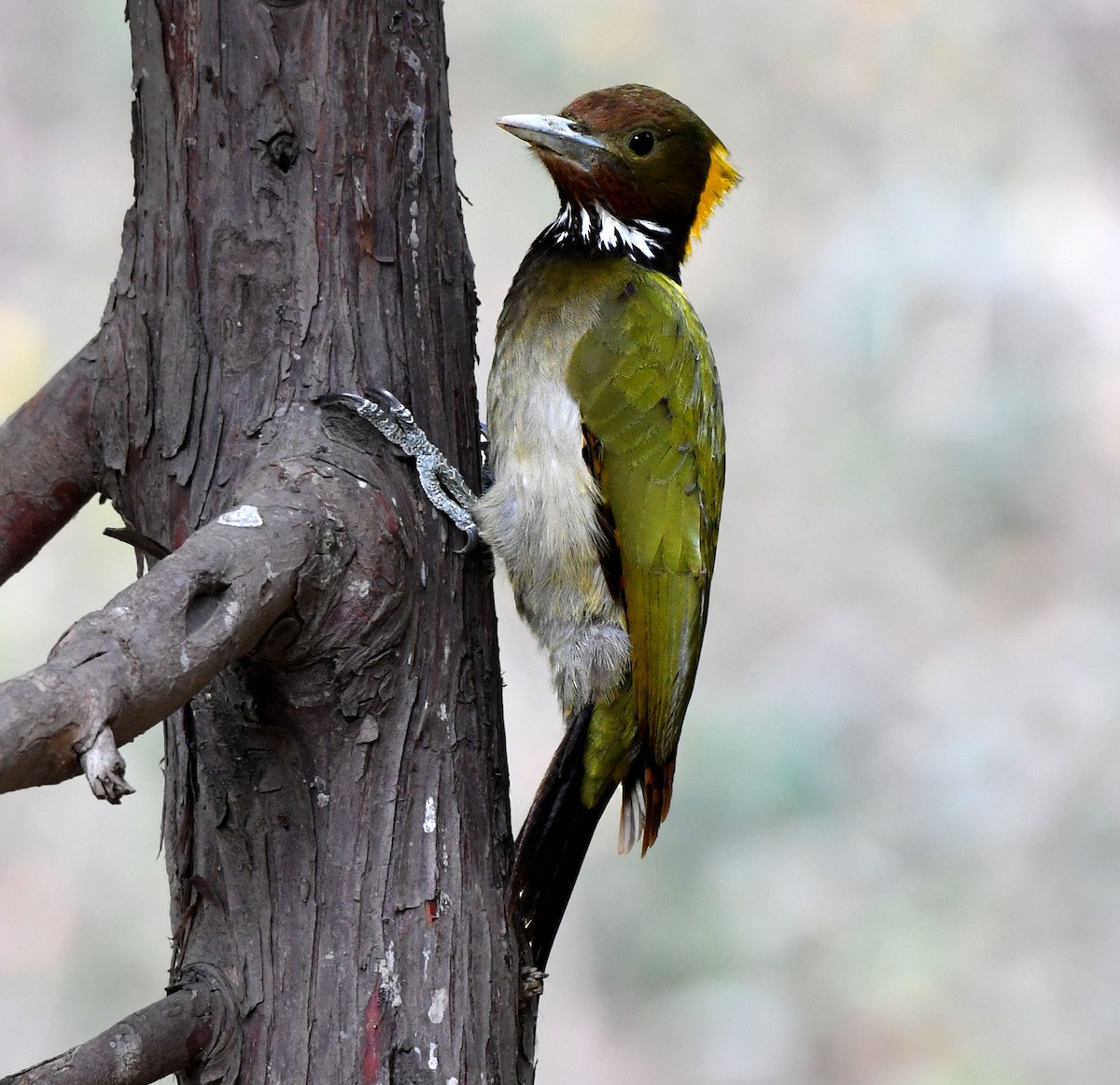 Greater Yellownape - Savithri Singh