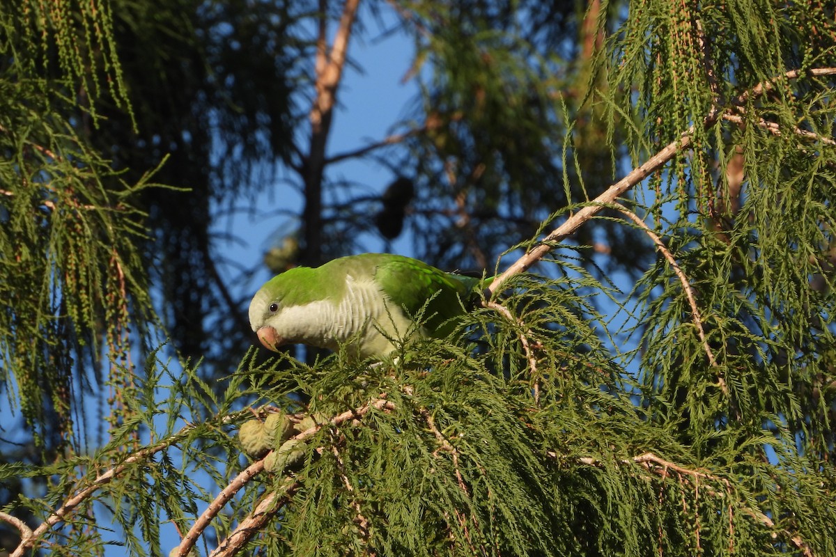 Monk Parakeet - ML234498061