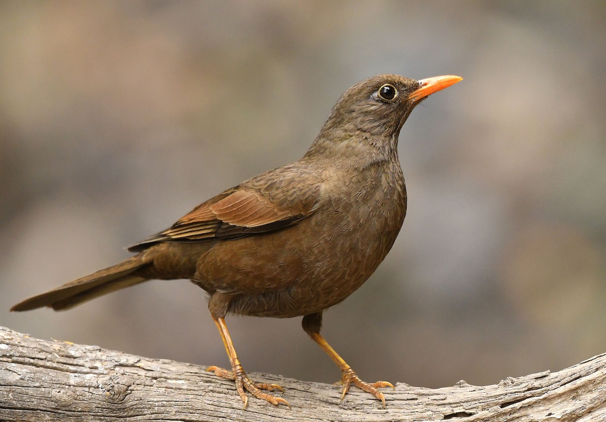 Gray-winged Blackbird - ML234498101