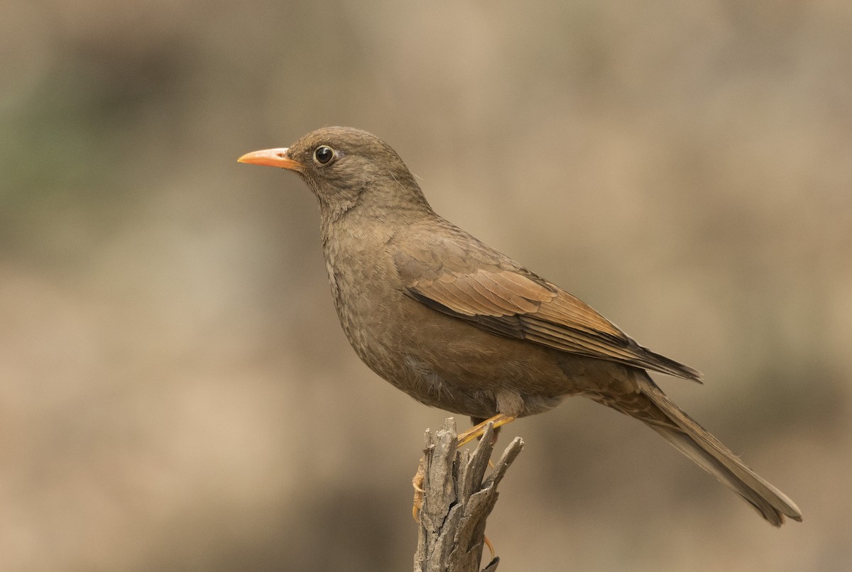 Gray-winged Blackbird - ML234498201