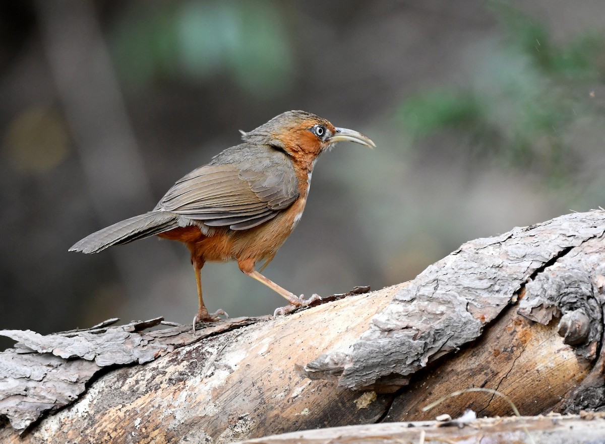 Rusty-cheeked Scimitar-Babbler - ML234499131