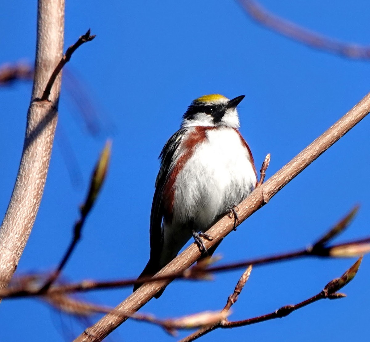 Chestnut-sided Warbler - ML234499261