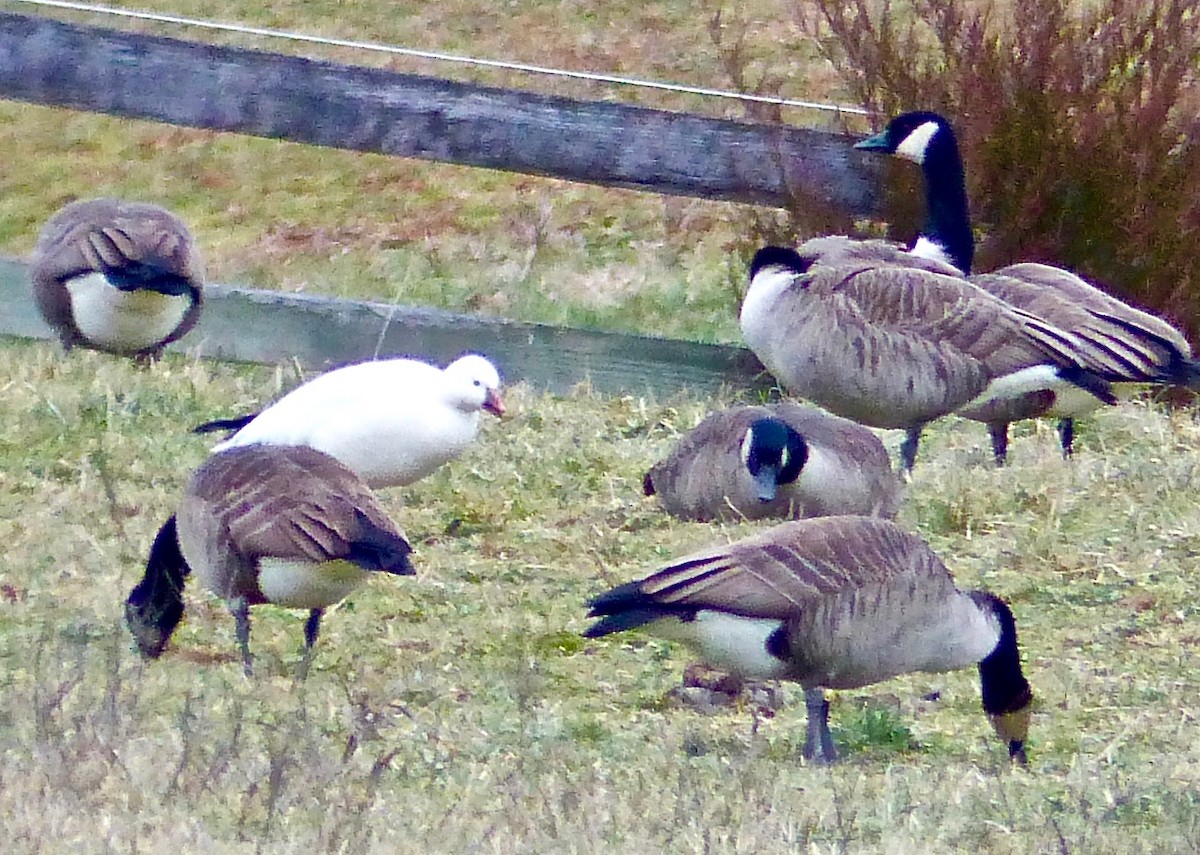 Ross's Goose - ML23449961