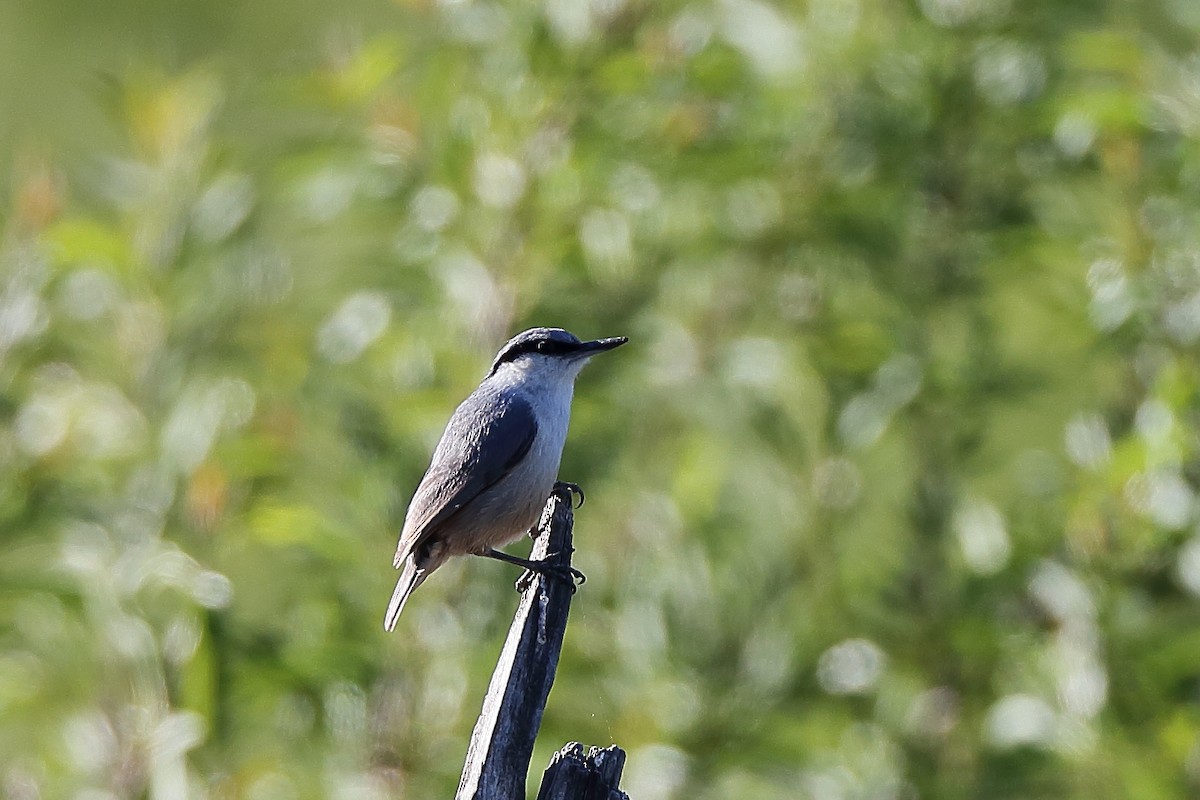 Western Rock Nuthatch - ML234499611